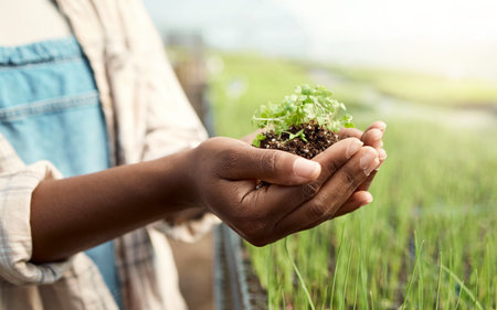 Hands of a farmer holding cultivated dirt. Closeup of farmer holding blooming plant in soil. Farmer holding seedling in dirt. Farmer holding agriculture plant blooming in soil.の写真素材