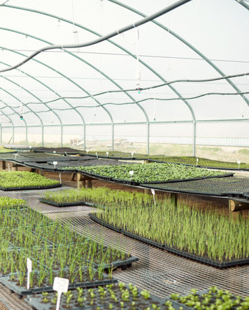 Trays of plants in a greenhouse. Various plant seedlings growing in a greenhouse. Agriculture...