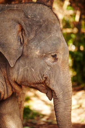 Born in captivity. Side-view of a young Asian elephant in Thai reserve.の写真素材