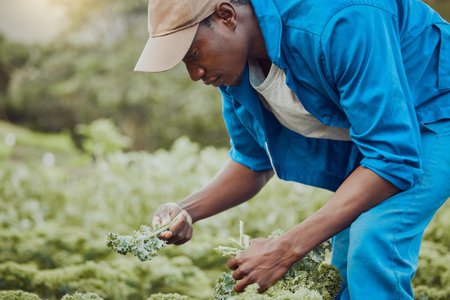 We always check for pests. a handsome young farmer standing alone and harvesting kale.の写真素材