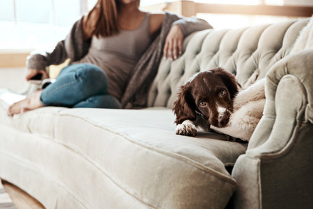 adorable dog, lying and relaxing on sofa in the living room with owner feeling bored at home. Happy brown pet, animal or puppy with fur, cute and innocent eyes in relax on the lounge couch indoorsの写真素材