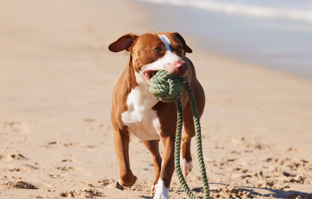 No leash and Im loving life. an adorable pit bull playing with a piece of rope at the beach.の写真素材