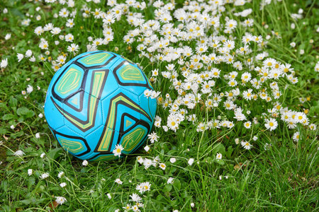 Beautiful flowers from my garden. A series of beautiful garden photos.の写真素材