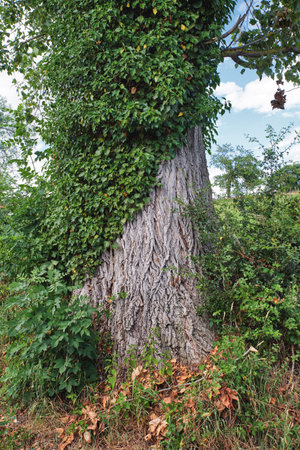 Countryside, farmland and forest - close to Lyon, France. A series of photos of countryside, farmland and forest close to Lyon, France.の写真素材