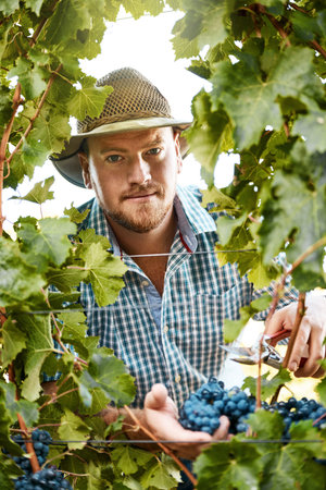I pick them as soon as theyre ripe. Portrait of a farmer harvesting grapes.