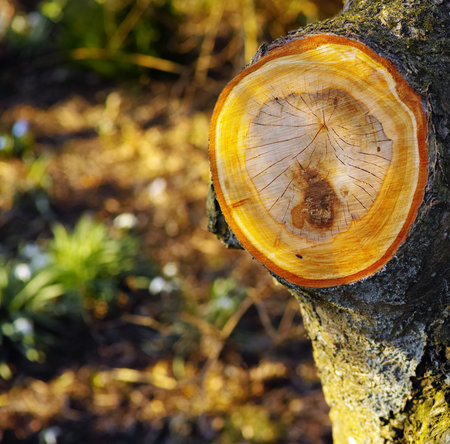 The beauty of autumn. Forest and landscape in the colors of autumn.の写真素材