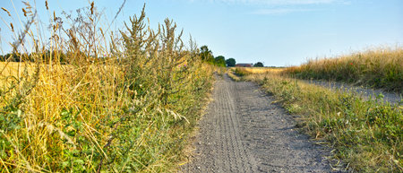 Dirt road in beautiful surroundings. Country road in farmland - Helgenaes, Denmark.