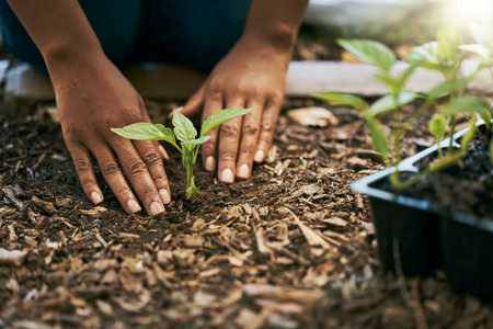 Black woman, hands or planting sapling in soil agriculture, sustainability care or future growth planning in climate change support. Zoom, farmer or green leaf plants in environment, nature or gardenの写真素材