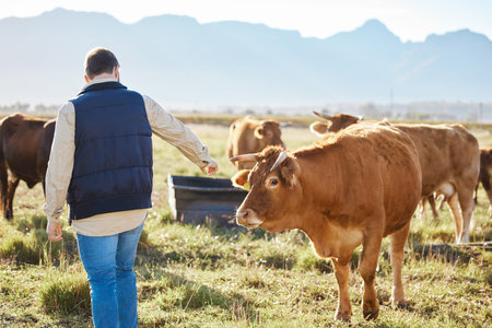 Care, agriculture man or cow worker on farm for sustainability or milk production on nature...