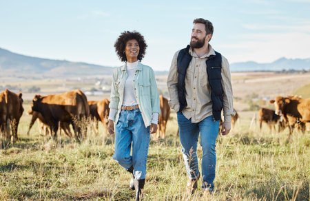Agriculture, black woman and man on farm, cows for beef production and walking countryside. Farming,...