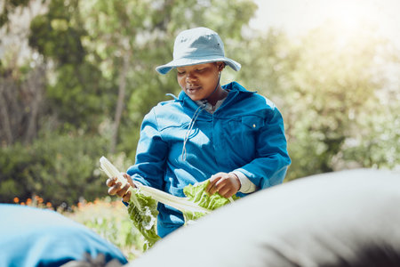 Nobody puts baby spinach in a corner. an attractive young farmer standing and harvesting spinach.