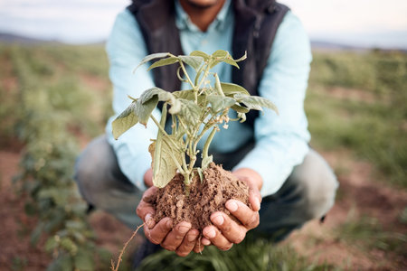 Farmer, hands and planting in soil agriculture, sustainability farming or future growth planning in...