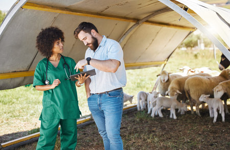 Vet, tablet and farmer or people with sheep medical data, results or online review for healthcare...