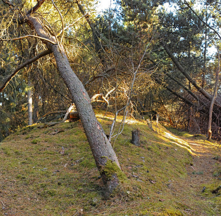 Trees of all types and seasons. A beautiful world of differences. Trees and forests of all types and...