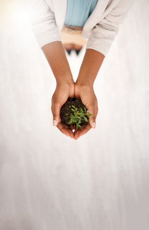 Plant, soil and and investment with hands of person in office with mockup for environment, growth...