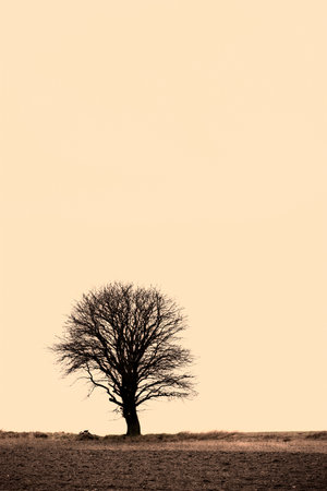 The beauty of autumn. Forest and landscape in the colors of autumn.の写真素材