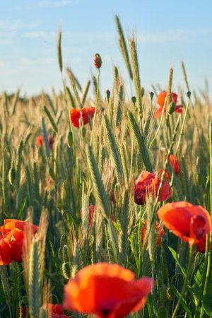 Poppies in the countryside -Denmark. Bursts of brilliant red poppies in the countryside - Jutland, Denmark.の写真素材