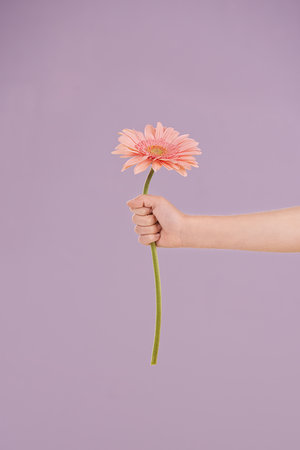 Let me be your reason to smile. A little girls hand presenting a flower while isolated.の写真素材
