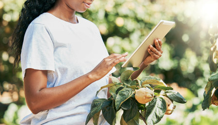 Black woman, hands and tablet of farmer in agriculture research, eco friendly or sustainability at...