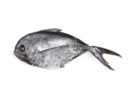 Something fishy this way comes. High angle studio shot of a whole fish isolated on white.の写真素材