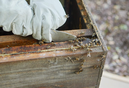 Beekeeper hands, honey production and bees business on agriculture bee farm for honeycomb. Working,...