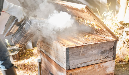 Bee farming, wood box and smoke with nature and beekeeping, honey extraction and natural product outdoor. Farmer, beekeeper and beehive, organic with manufacturing and production process with bees.の写真素材
