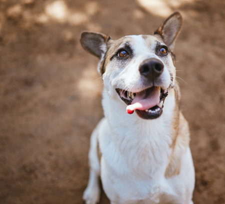 Rescue dog, animal shelter and puppy playing alone at an animal pound for protection, safety and adoption. Homeless, abandoned and small pet waiting for a home at an outdoor local kennel or vet.の写真素材