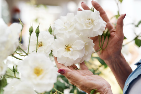 Breathe me, dont say goodbye. an unrecognizable elderly woman touching a white garden rose outside.の写真素材