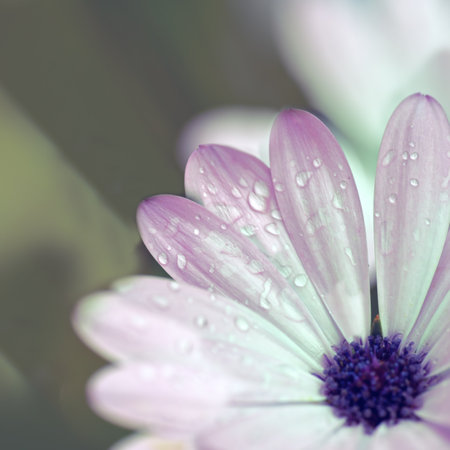 Beautiful flowers from my garden. A series of beautiful garden photos.の写真素材