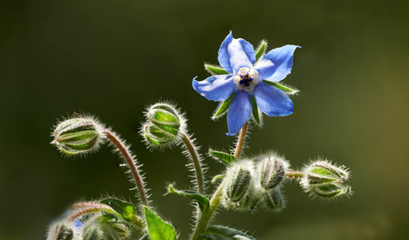 Beautiful flowers from my garden. A series of beautiful garden photos.