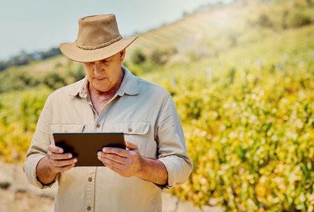 One senior caucasian farmer using a digital tablet on his vineyard. Serious elderly man standing alone and browsing while using technology on wine farm in summer. Old farmer with crops and agriculturの写真素材