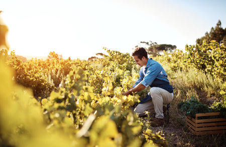 Good harvests dont just happen by accident. Full length shot of a handsome young man tending to his crops on a farm.の写真素材