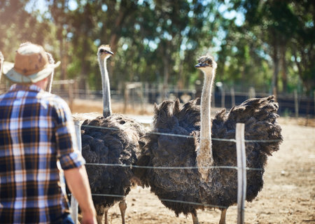 As a farmer, youre always in good company. a man on his ostrich farm.の写真素材