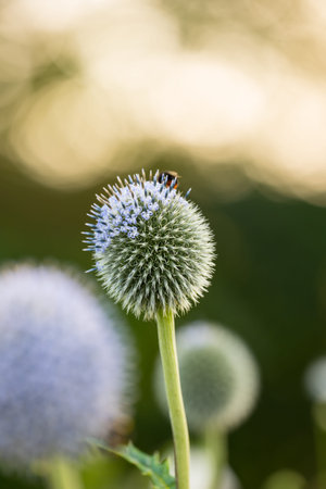 Globe Thistle flowers. Blue Globe Thistle Flowers, known as Echinops and stalwart perennial. Latin...