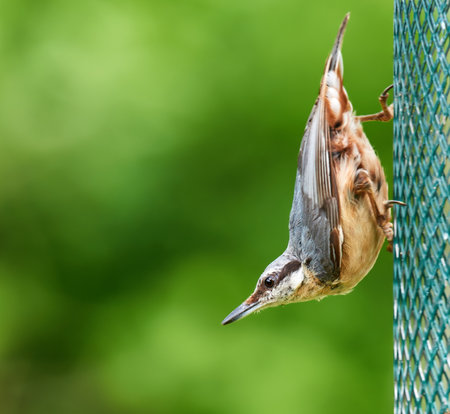 The Nuthatchの写真素材