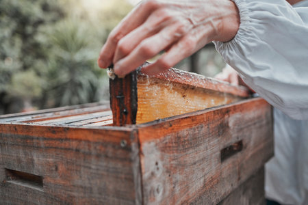 Beekeeper, honey frame and honeycomb box, bee farm and manufacturing natural product outdoor in nature. Agriculture worker, farmer and farming production, raw and bees wax, working and sustainabilityの写真素材