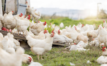 Chicken, farm and animals for agriculture production, nature or food ecology on field. Poultry farming, birds and group of livestock, countryside and ecosystem sustainability in outdoor environmentの写真素材