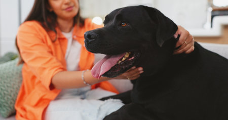 Woman, dog and care on living room sofa in home for love, touch or embrace for happiness with friends. Doggy mom, couch and lounge with pet, animal or cane corso with smile, relax or bonding togetherの写真素材