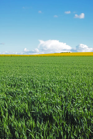 Springtime in the countryside. Farmland in springtime - Jutland, Denmark.