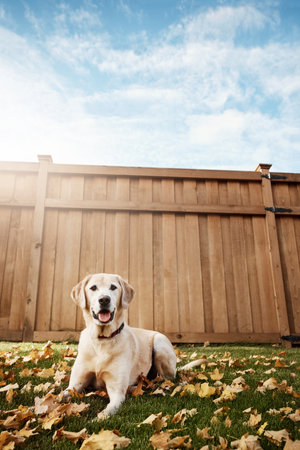 Come roll around in the autumn leaves with me. a cute labrador sitting amongst fallen leaves on the grass outdoors.の写真素材
