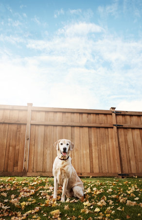 Dogs can brighten any day. a cute labrador sitting amongst fallen leaves on the grass outdoors.の写真素材