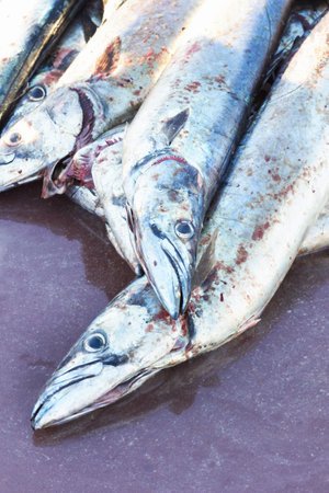 Fishing, catch and raw fish pile for seafood, sales trade harvest or organic meat produce. Fresh product, snoek or meal ingredients for natural cuisine, consumables or pescatarian foodの写真素材