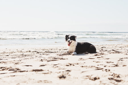 Beach days are better when you bring along a canine pal. an adorable Border Collie at the beach.の写真素材