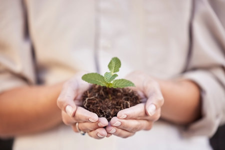 Hands, seedling and woman with business growth for startup company, investment and accountability....