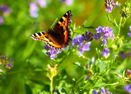 One of natures gems. Small tortoiseshell butterfly perched on some flowers - closeup.