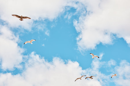 I want to be free like a bird. Low angle shot of birds flying agianst a cloudscaped sky.の写真素材