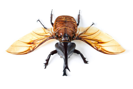 Fly, wings and beetle with horn, white background and isolated studio of bugs for biology, creature...