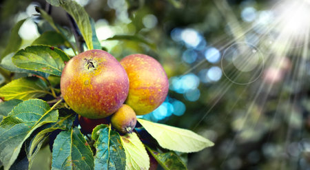 An apple per day keeps the doctor away. Apple-picking has never looked so enticing - a really healthy and tempting treat.の写真素材
