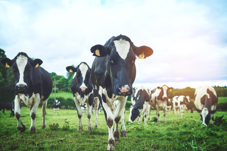 Sustainable, agriculture and herd of cows on farm walking and eating grass on an agro field. Ranch, livestock and cattle animals in outdoor dairy, eco friendly and farming environment in countryside.の写真素材