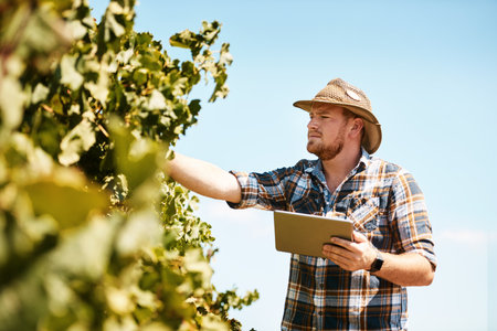 Doing his quality control assessments with the help of technology. a farmer using a digital tablet working in a vineyard.の写真素材